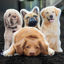 Picture of Custom 3D Dog Pillow - Personalize With Your Lovely Pet -Best Gift